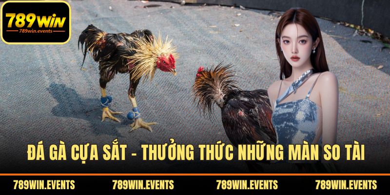 Đá Gà Cựa Sắt – Thưởng Thức Những Màn So Tài Đặc Sắc