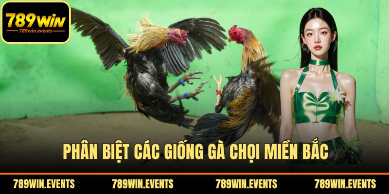 Phân biệt các giống gà chọi miền Bắc